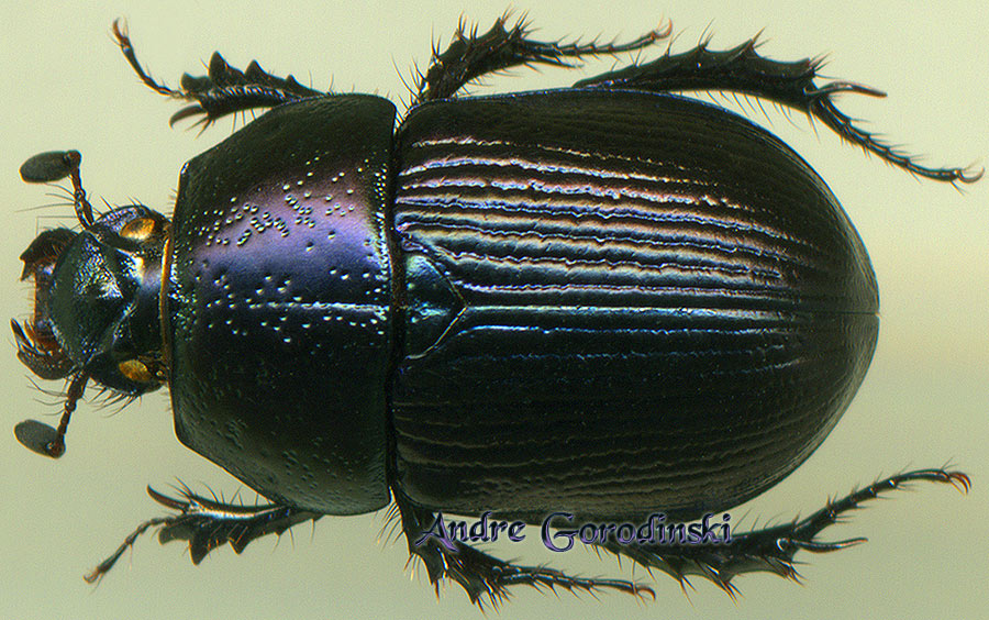 http://www.gorodinski.ru/geotrupes/Geotrupes orientalis.jpg